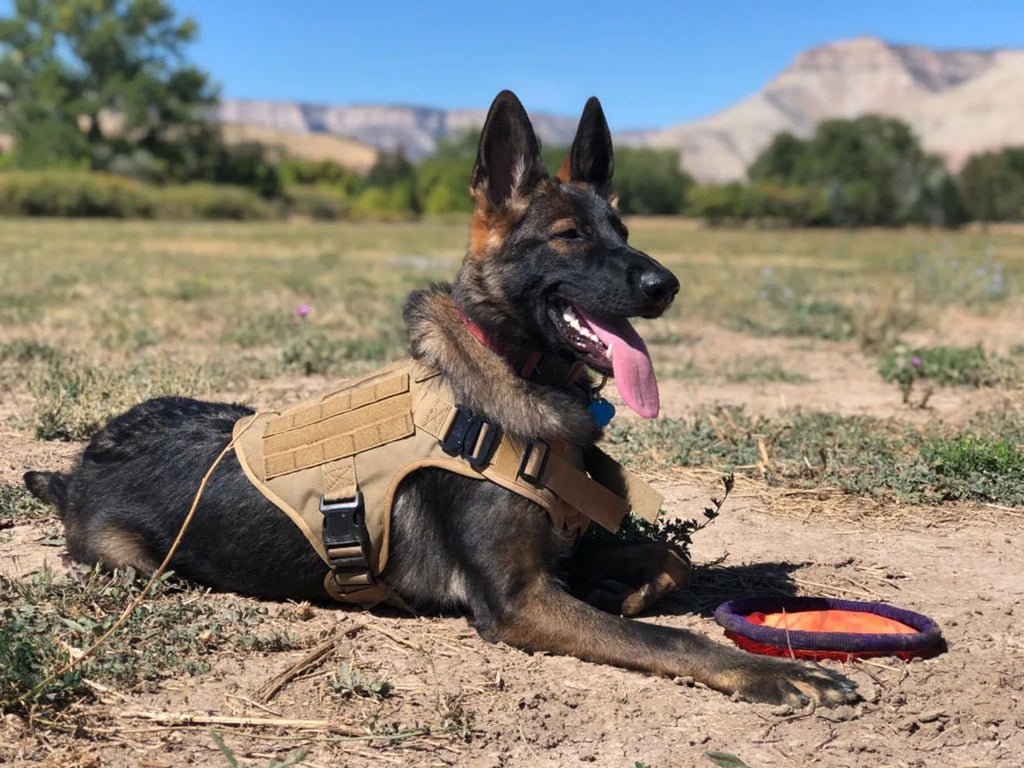 Military Large Dog Harness Training Pet Vest