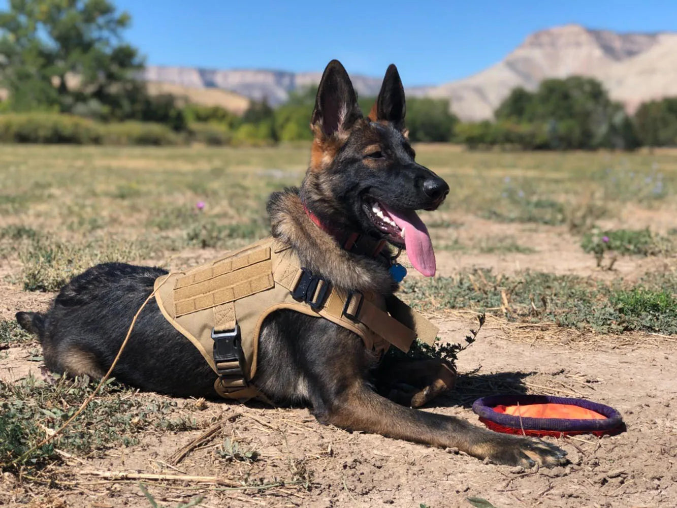 Military Large Dog Harness Training Pet Vest