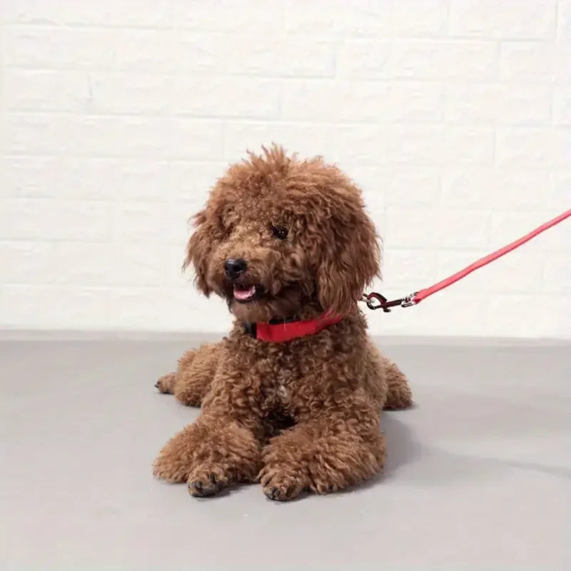 Nylon LED Night Safety Flashing Glow In The Dark Dog Leash